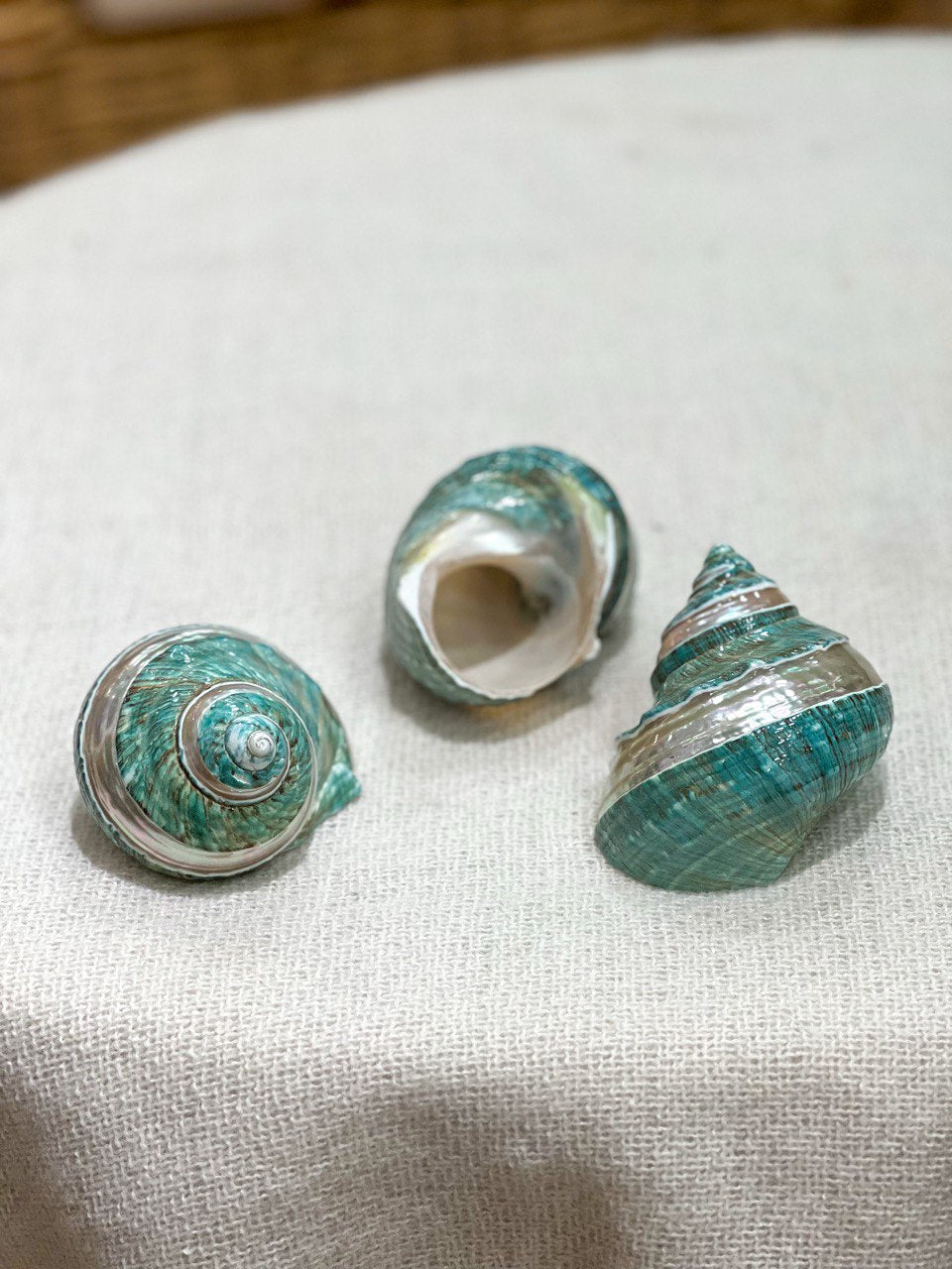 TURBO MARMORATUS Muschel