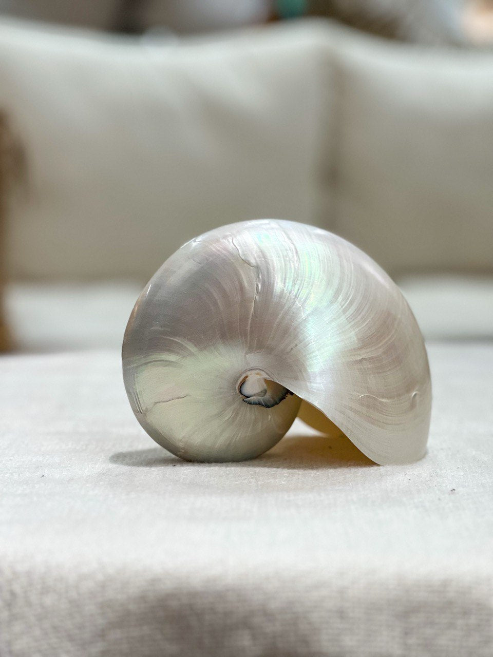 Pearlized Nautilus Pompilius