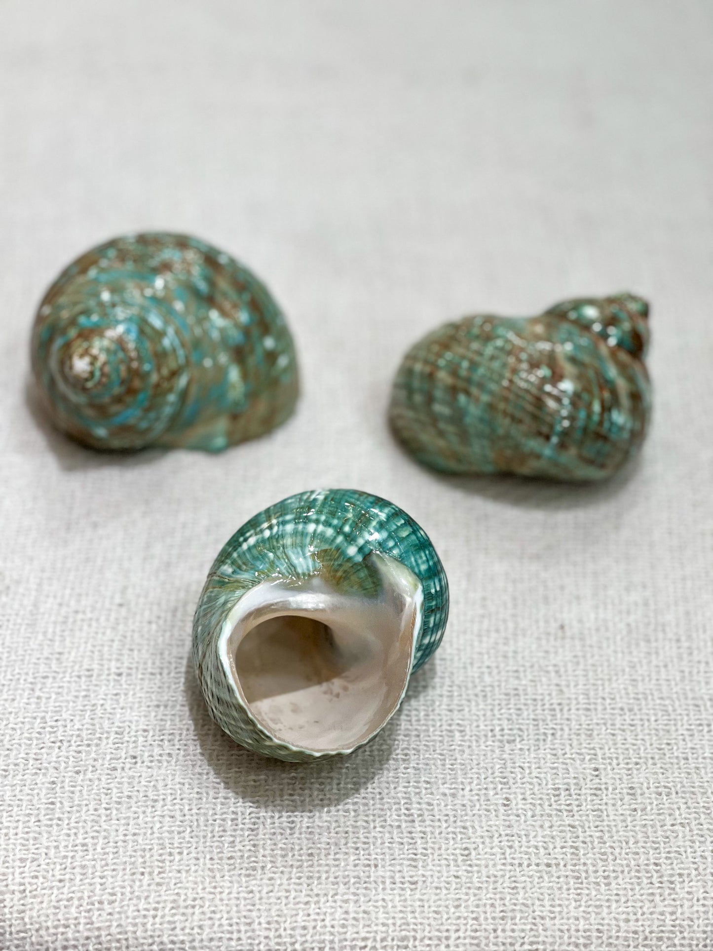 TURBO BURGESS Muschel