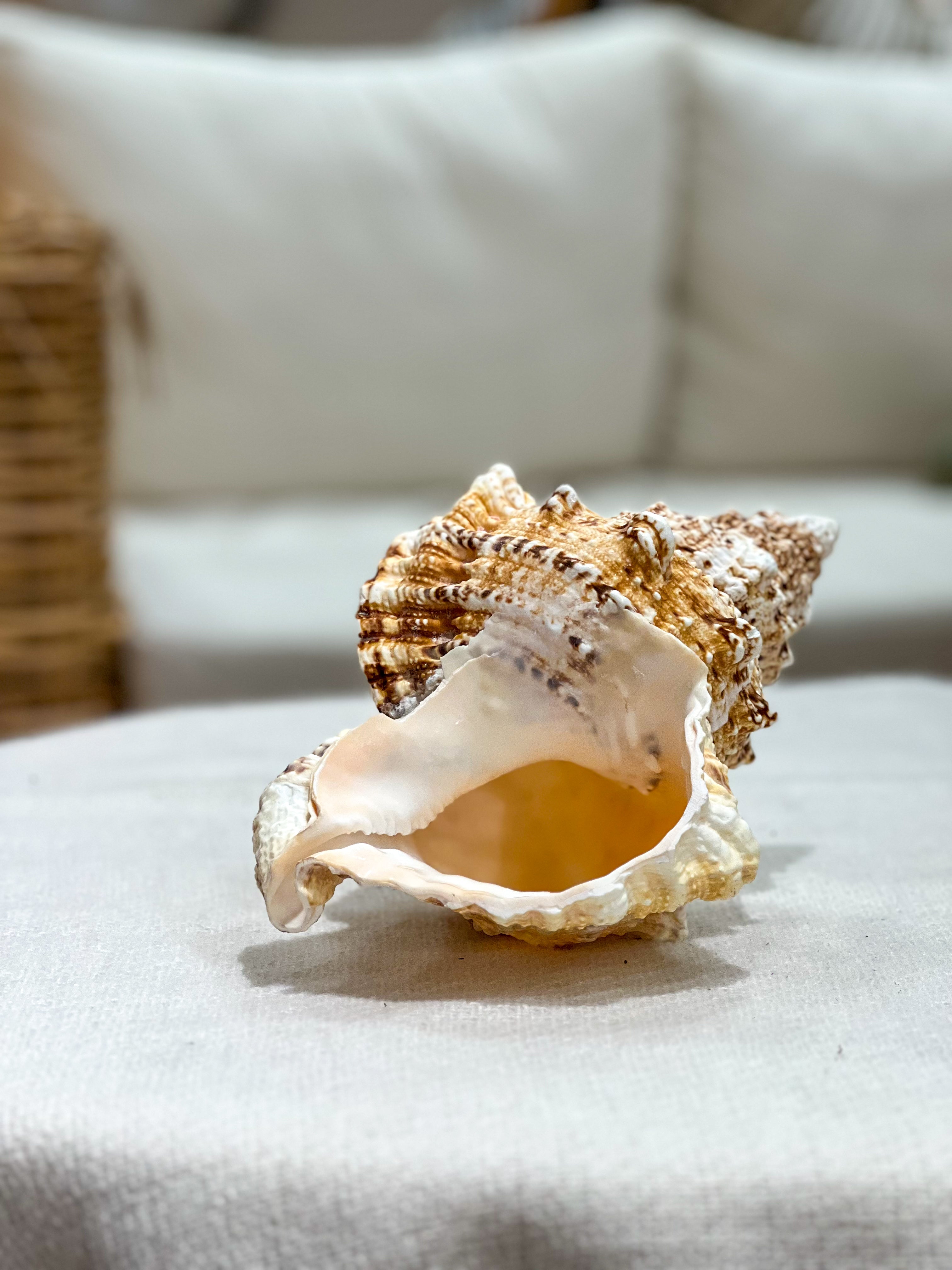 Muscheln und Schnecken