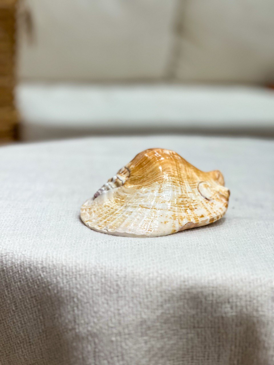 Strombus Latissimus Muschel