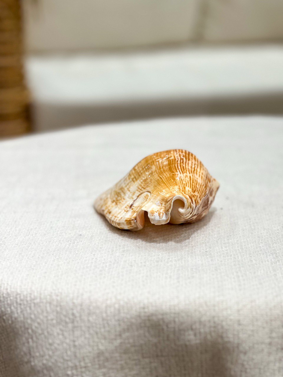 Strombus Latissimus Muschel