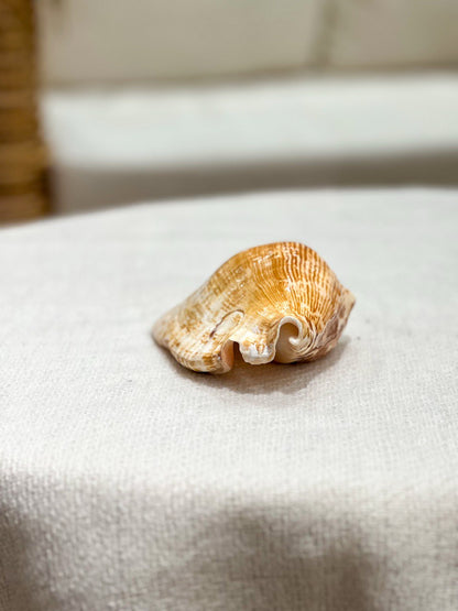 Strombus Latissimus Muschel