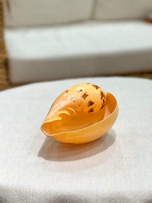 MELON Muschel