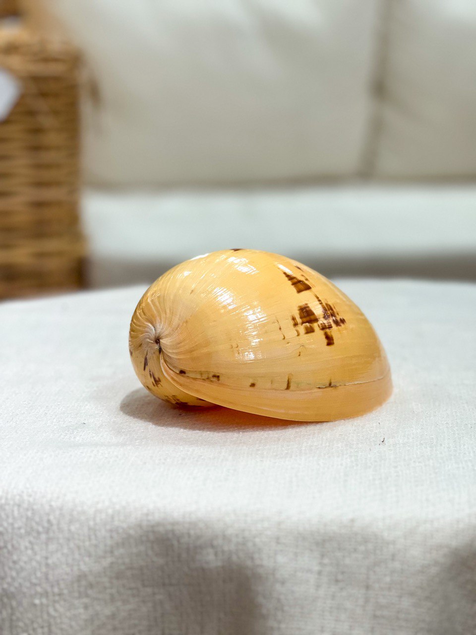 MELON Muschel