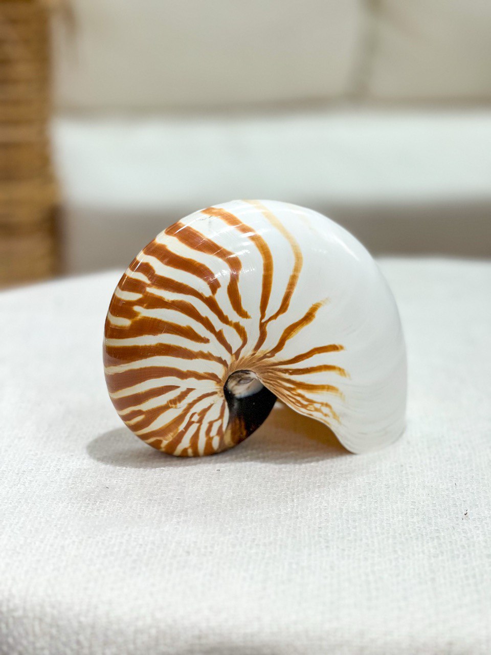 TIGER NAUTILUS Shell