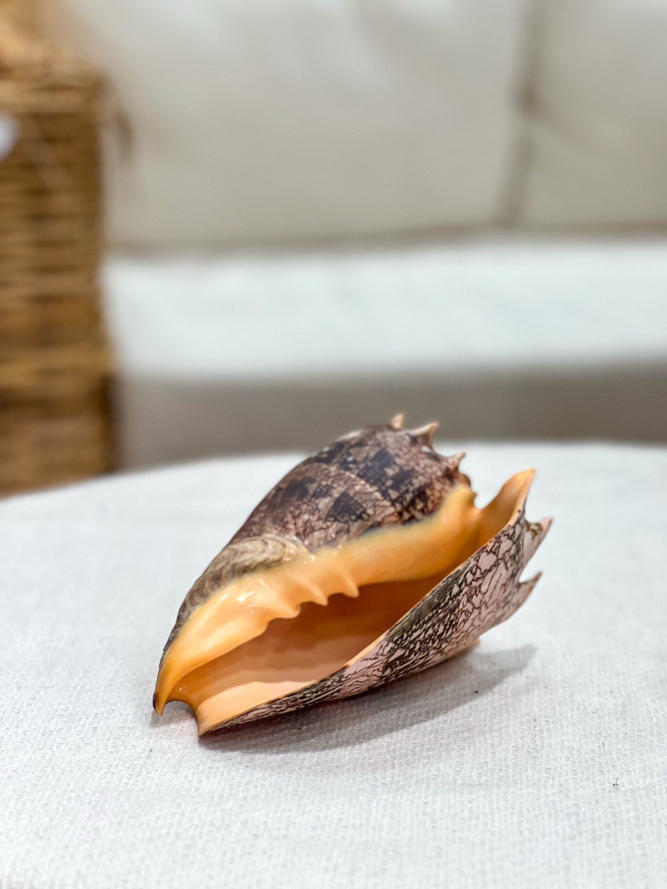 CYMBIOLA IMPERIALIS shell