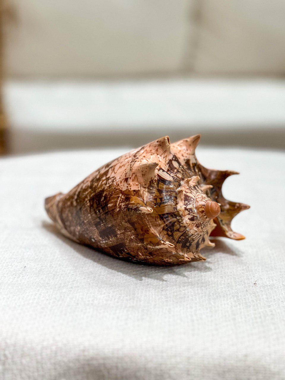 CYMBIOLA IMPERIALIS shell
