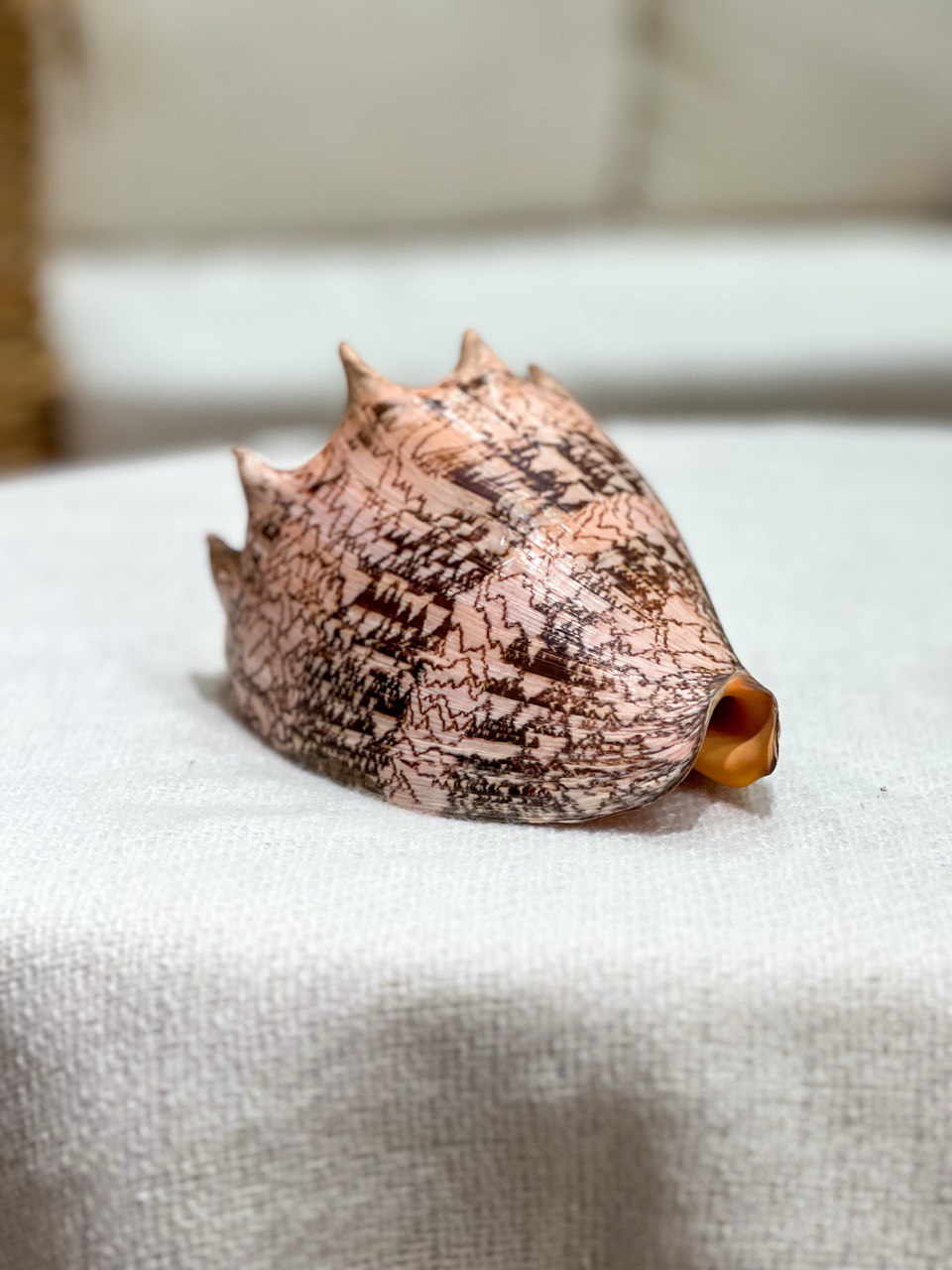 CYMBIOLA IMPERIALIS Muschel
