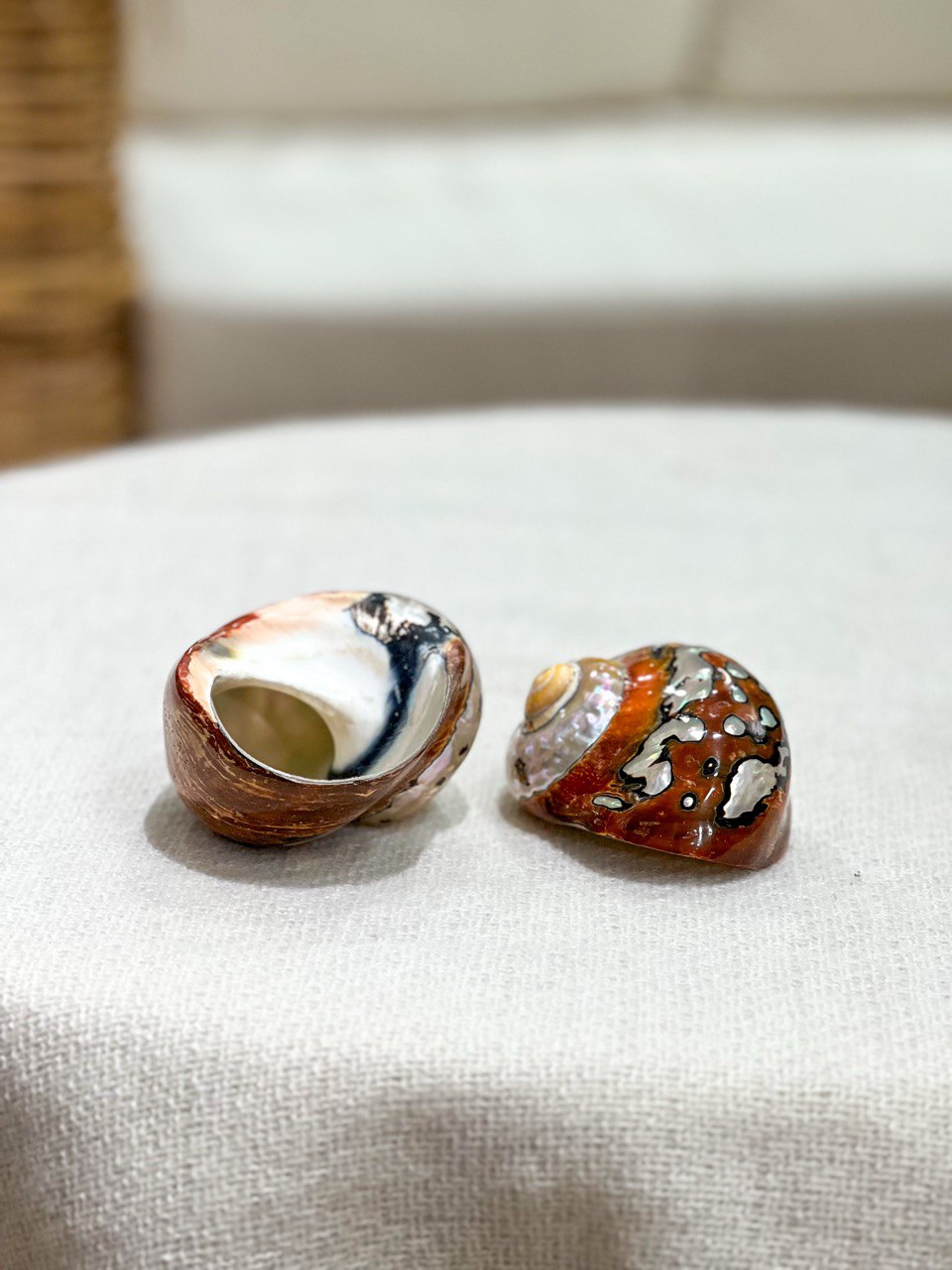 TURBO SAMATICUS Shell