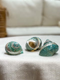 TURBO MARMORATUS Shell