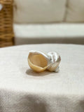 TURBO MARMORATUS PEARLED shell