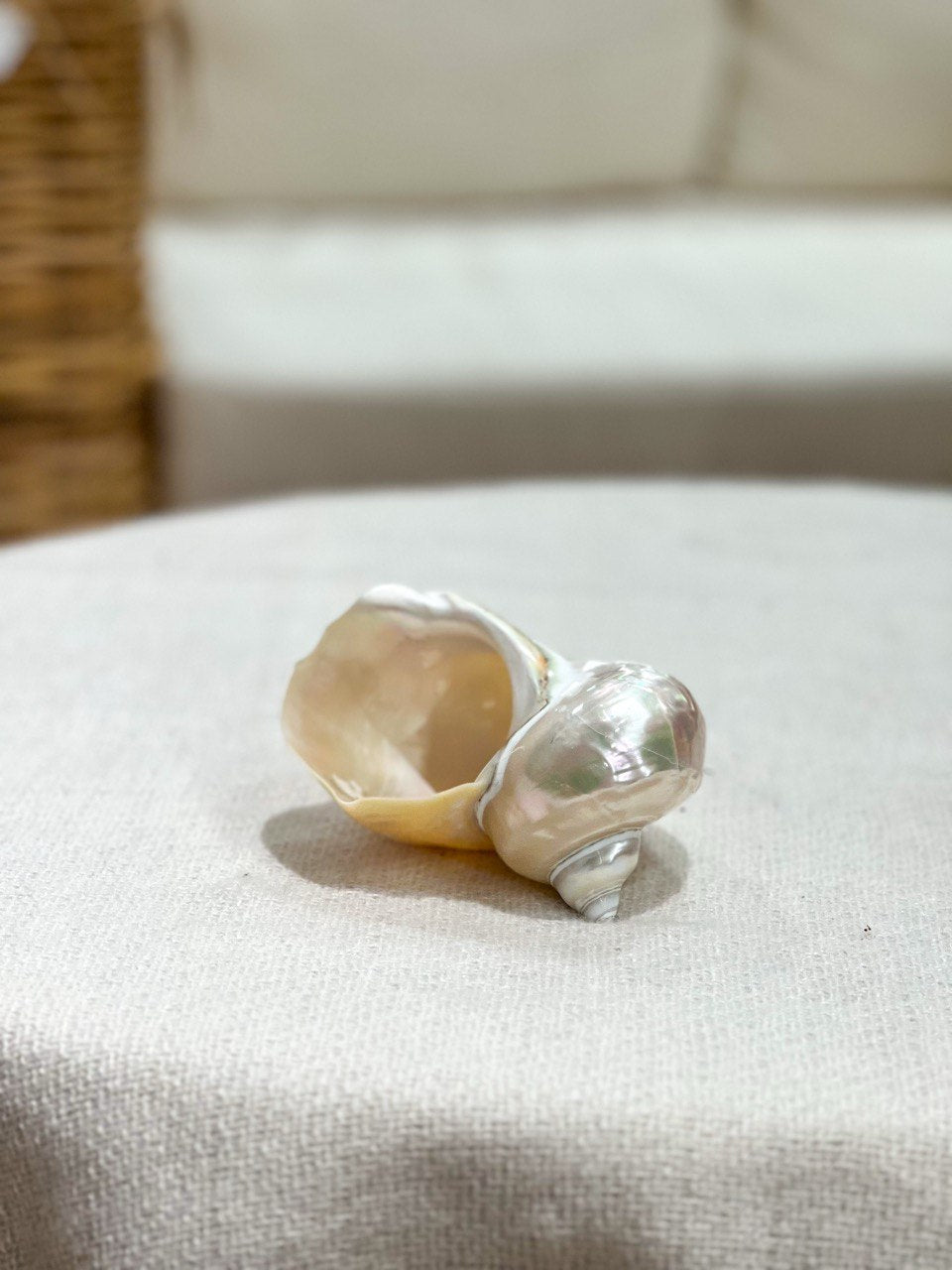 TURBO MARMORATUS PEARLED shell