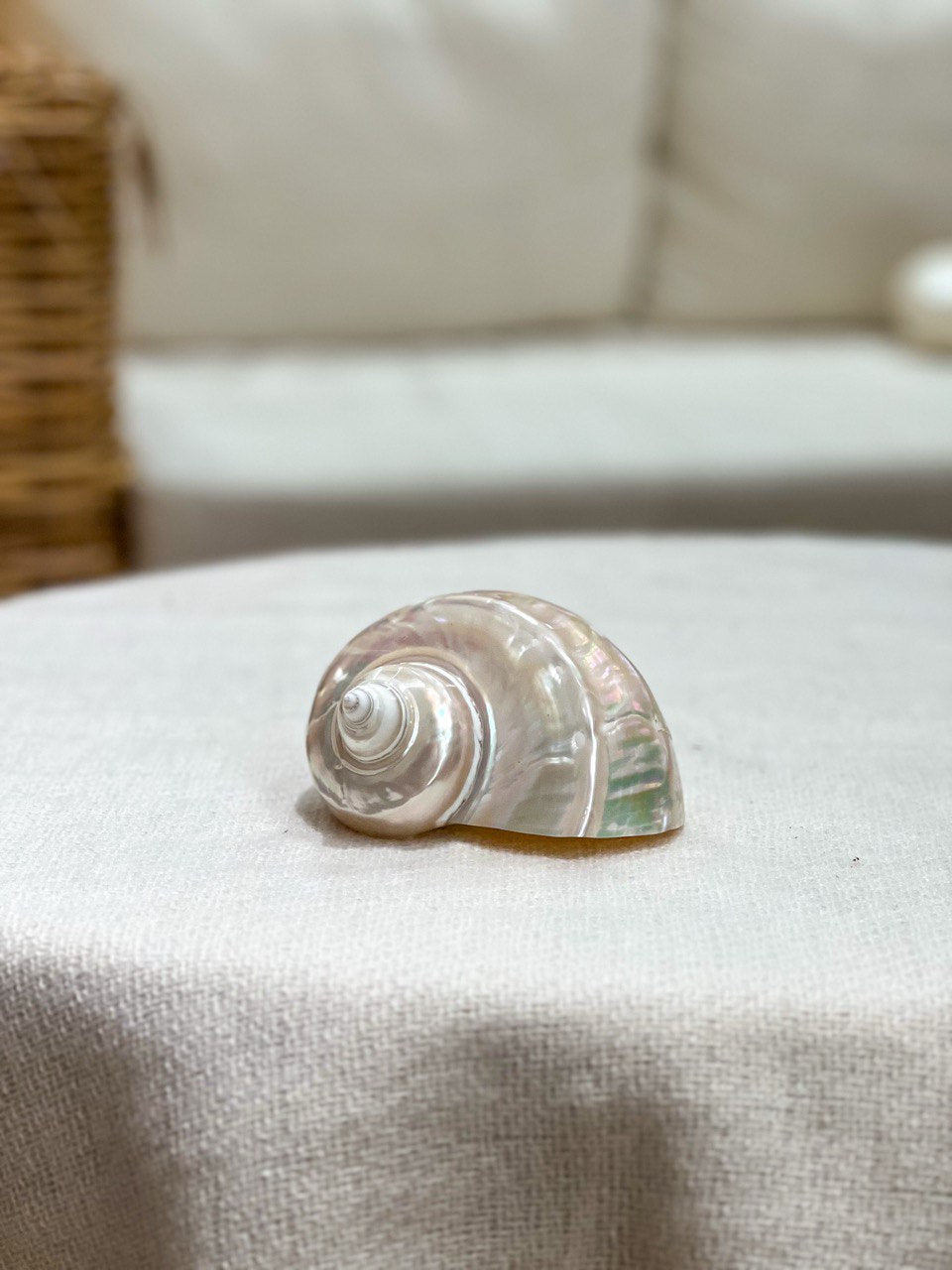 TURBO MARMORATUS PEARLED shell