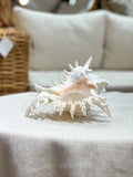 MUREX RAMOSUS Shell