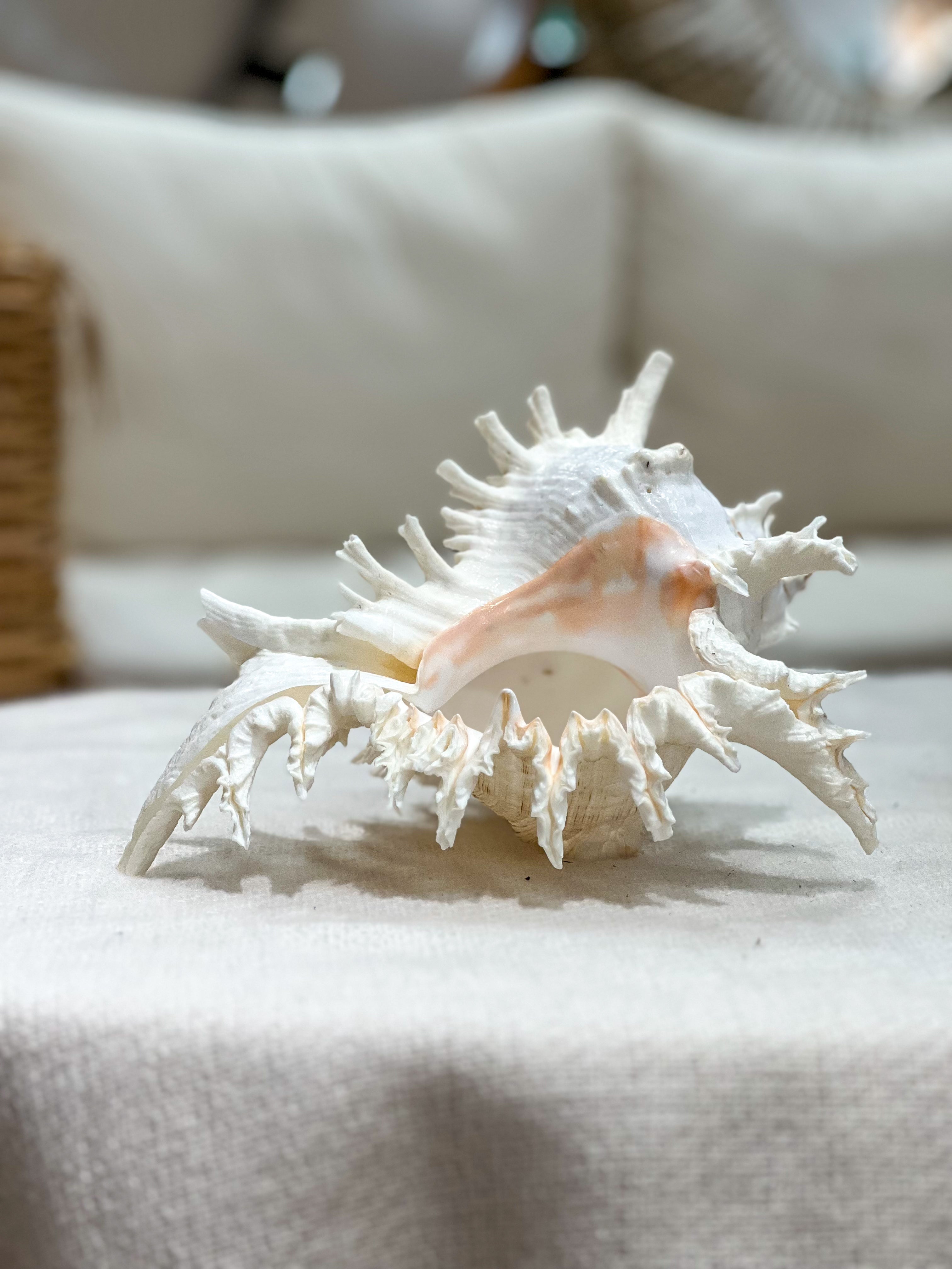 MUREX RAMOSUS Shell