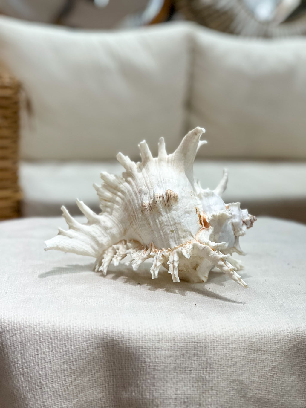 MUREX RAMOSUS Shell