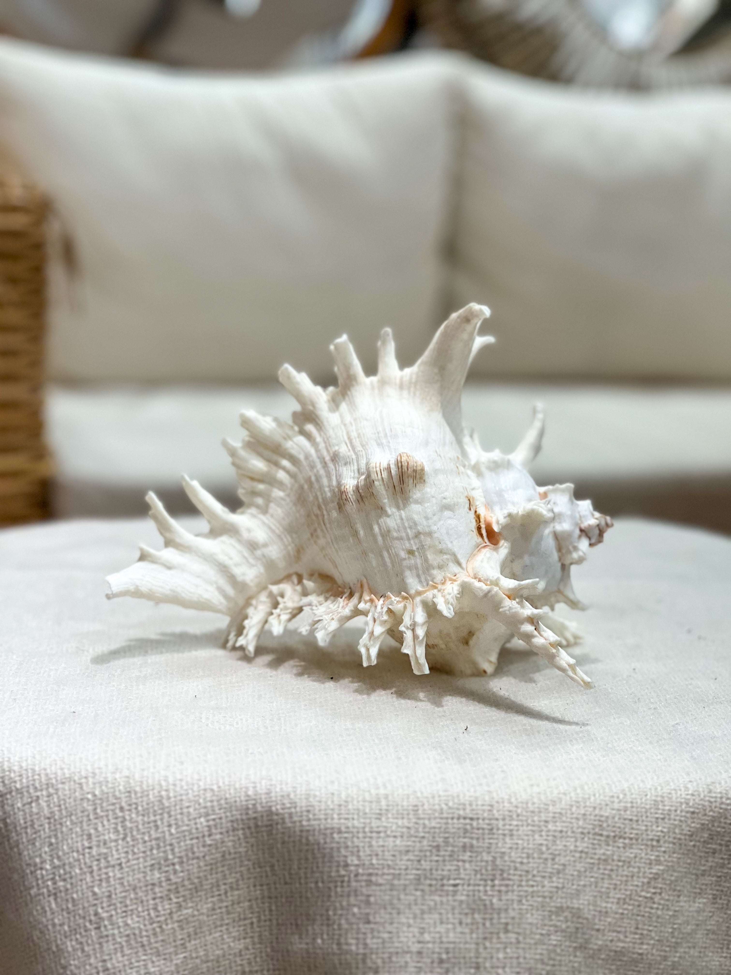 MUREX RAMOSUS Shell