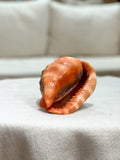CASIS RUFA Shell