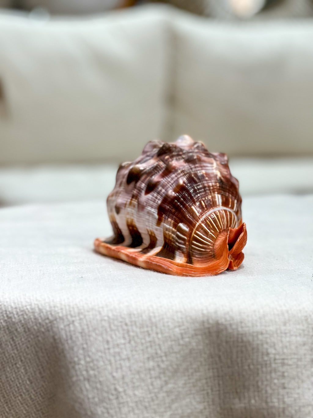 CASIS RUFA Shell