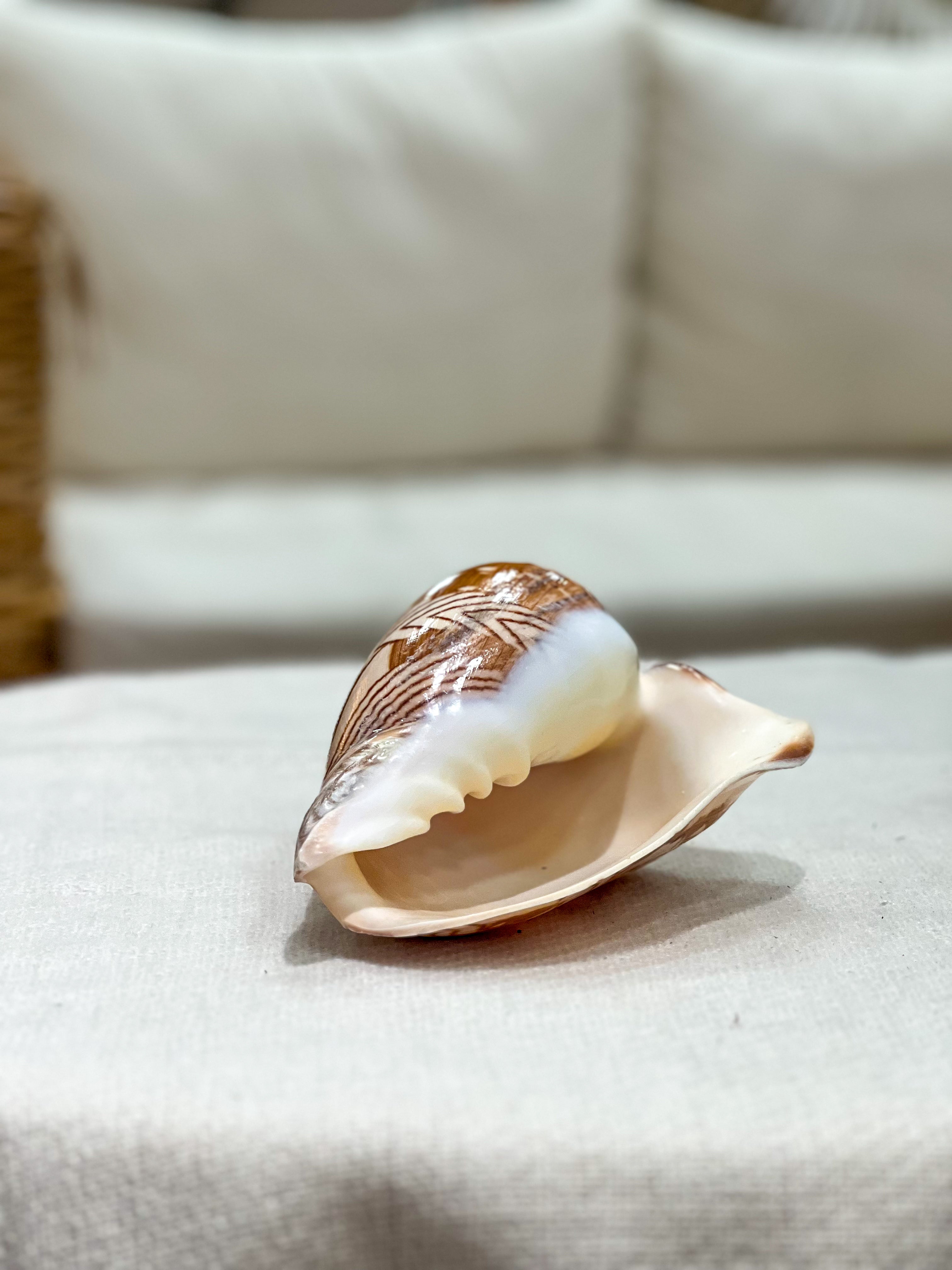 VOLUTA NOBILES Shell
