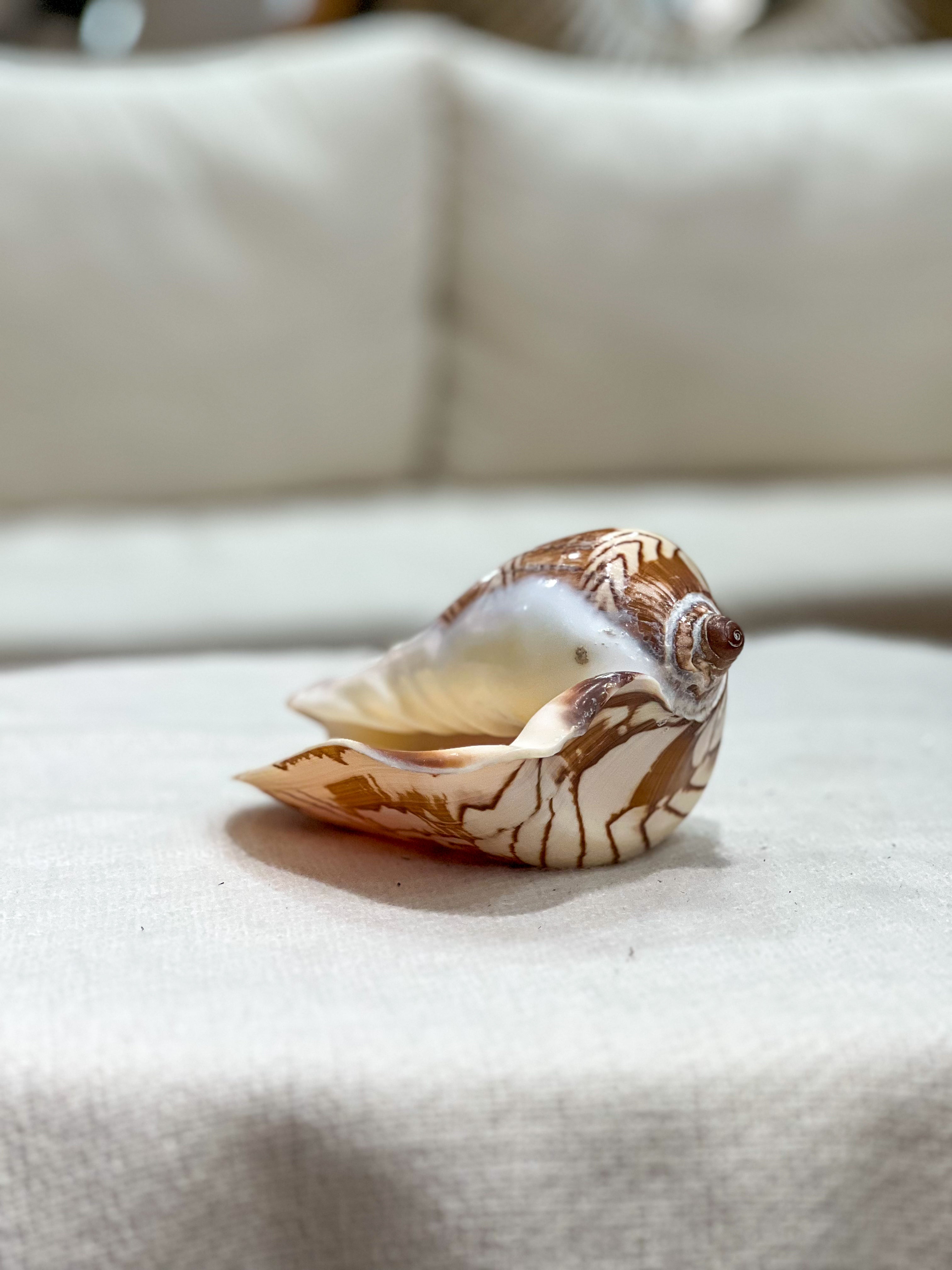 VOLUTA NOBILES Shell