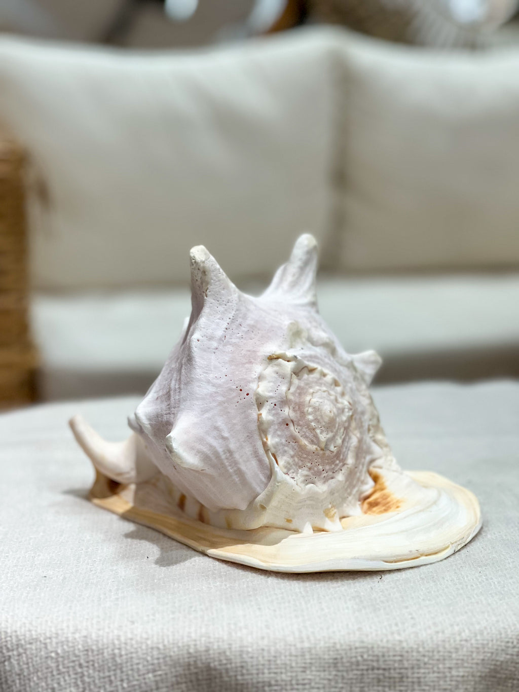 CASIS CORNUTA Shell