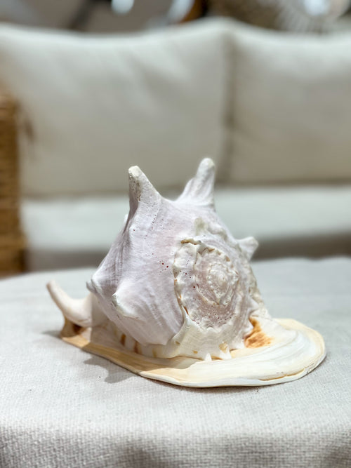 CASIS CORNUTA Shell