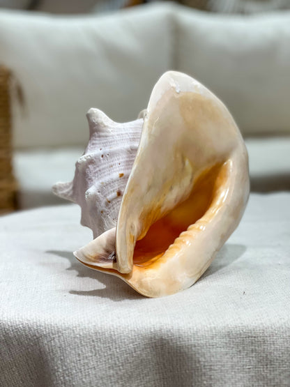 CASIS CORNUTA Muschel