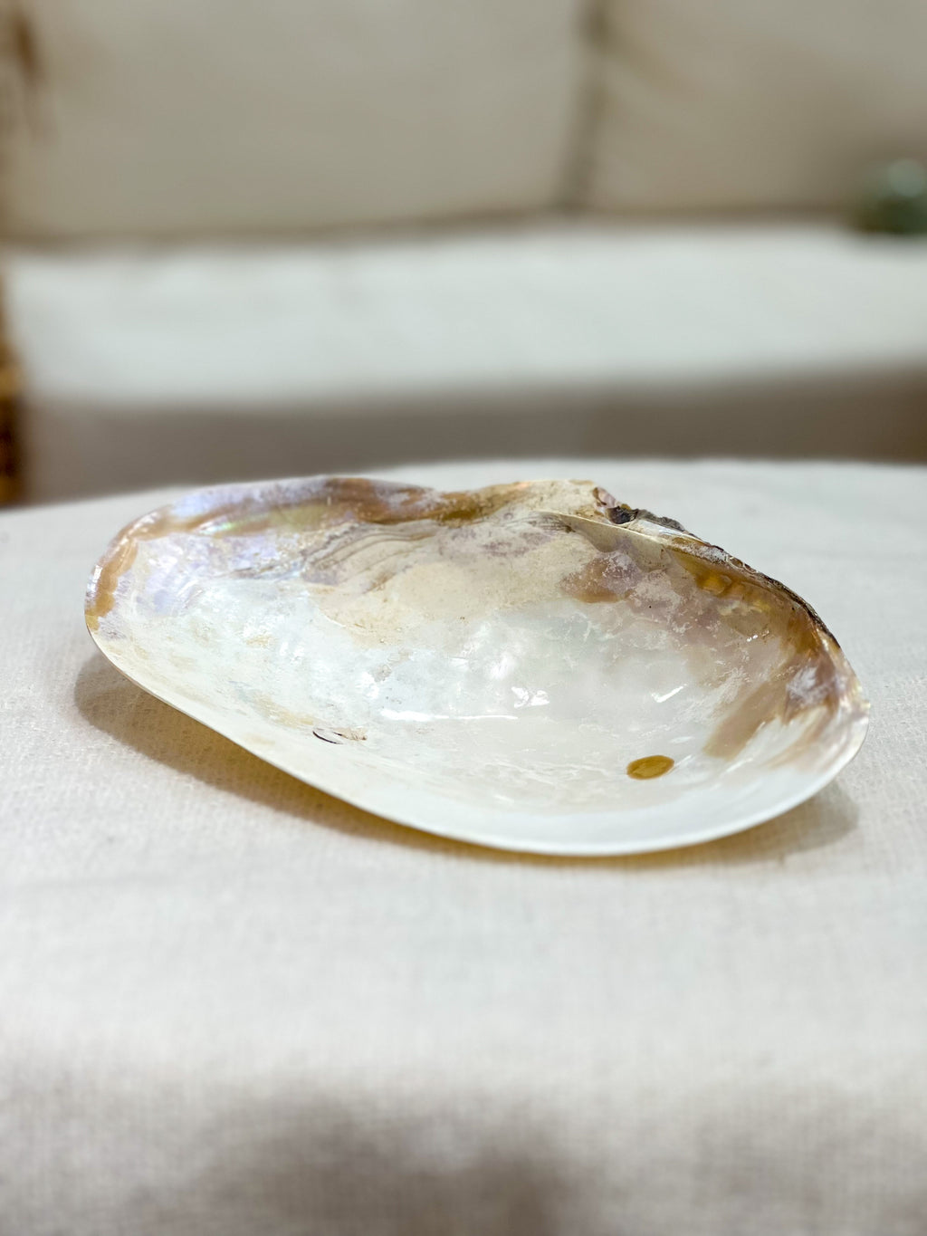 OSTRYGA Shell