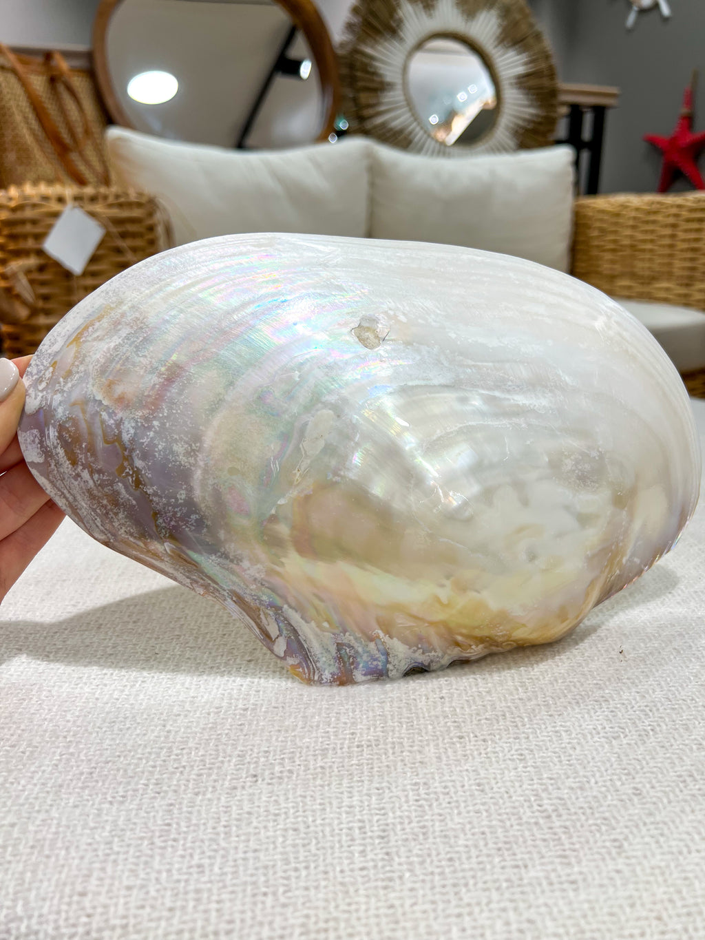 OSTRYGA Shell