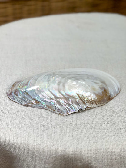 OSTRYGA Muschel