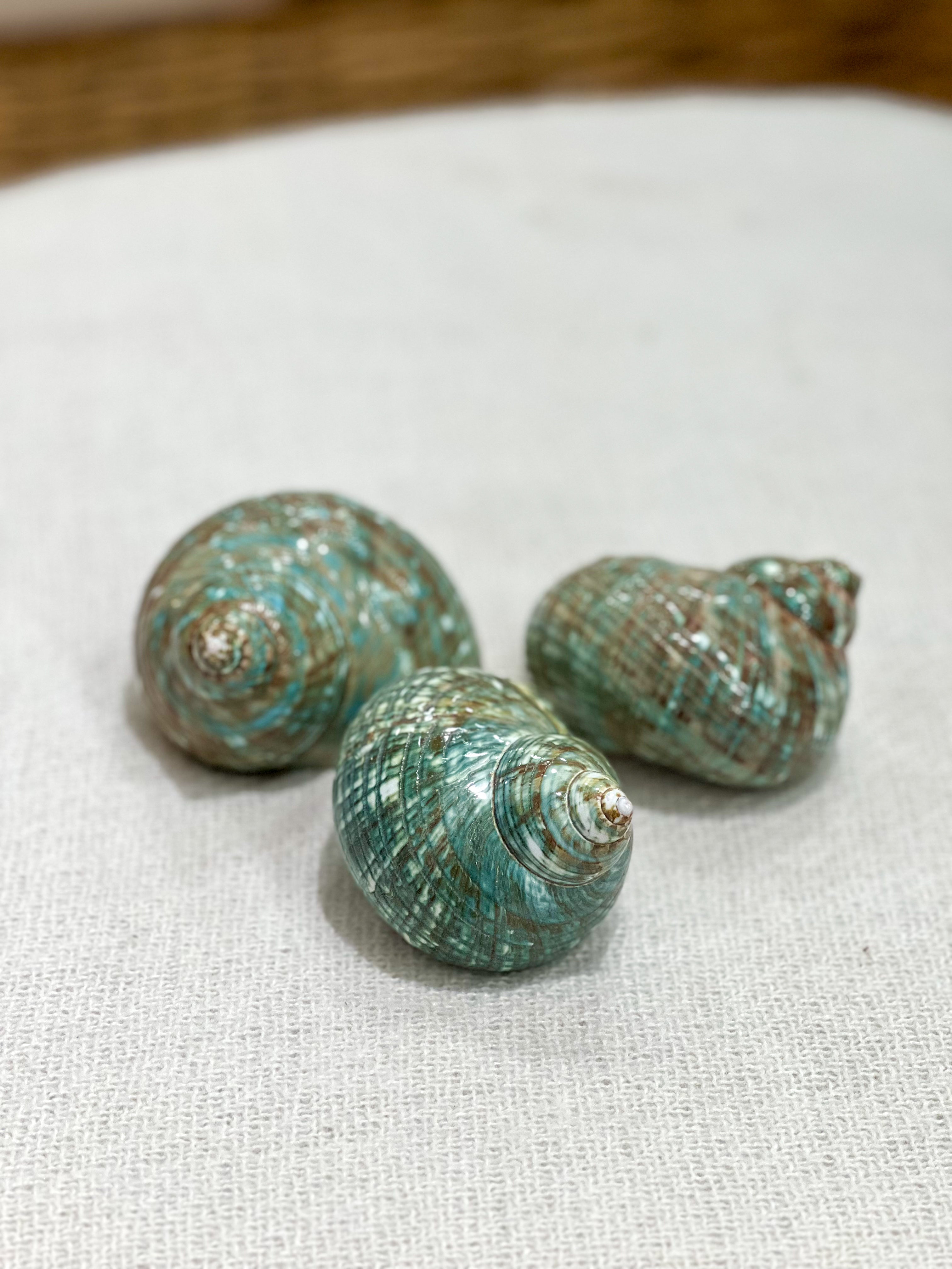 TURBO BURGESS Shell
